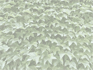 Image showing Background - Ivy