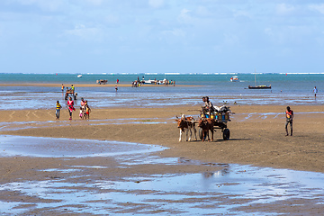 Image showing Traditional zebu carriage on the road. The zebu is widely used as a draft animal in Madagascar.