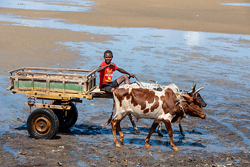 Image showing Traditional zebu carriage on the road. The zebu is widely used as a draft animal in Madagascar.