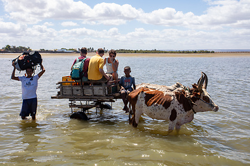 Image showing Traditional zebu carriage on the road. The zebu is widely used as a draft animal in Madagascar.