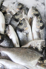 Image showing Fresh fish on ice