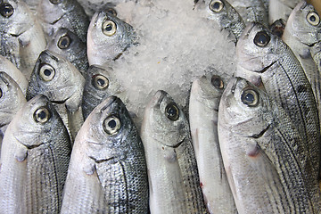 Image showing Fresh fish on ice