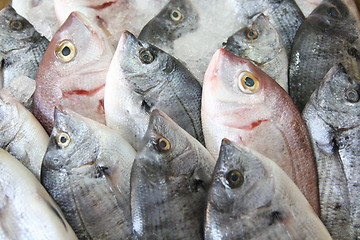 Image showing Fresh fish on ice