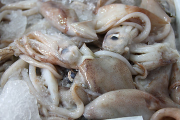 Image showing Fresh octopus on ice