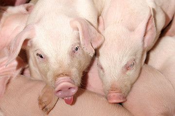 Image showing funny pigs 