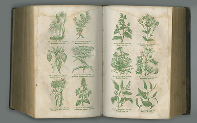 Image showing Old illustrated botanical textbook. An aged biology book with its pages on display.