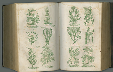 Image showing Antique botanical textbook. An aged biology book with its pages on display.