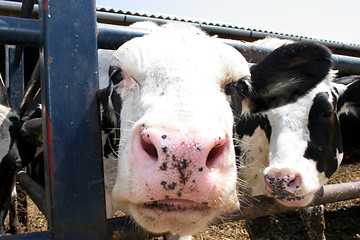 Image showing two cows