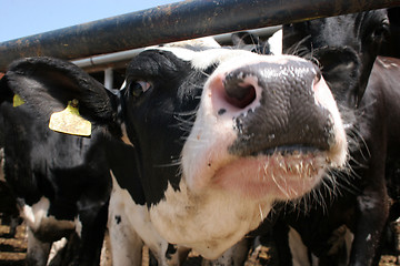 Image showing cow 