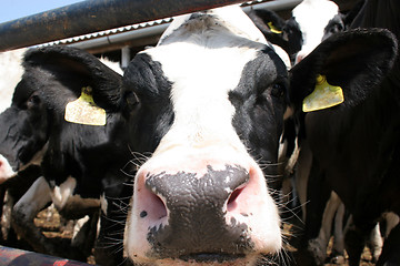 Image showing cow 