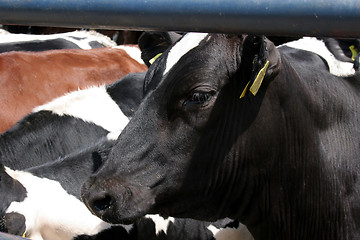 Image showing cow