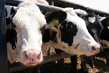 Image showing two cows