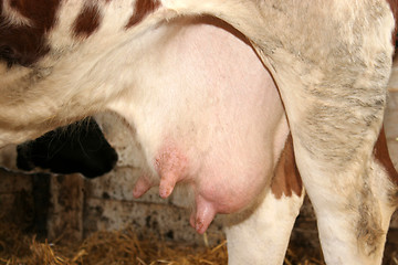 Image showing cow 