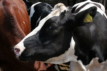 Image showing cow