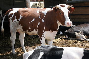 Image showing cow