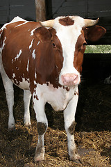 Image showing cow