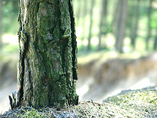 Image showing lonely tree