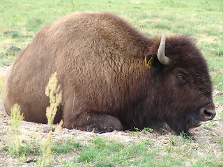 Image showing bison