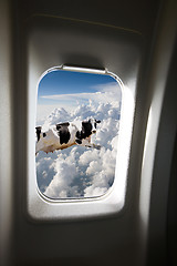 Image showing Flying Cow