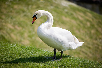 Image showing Swan Detail