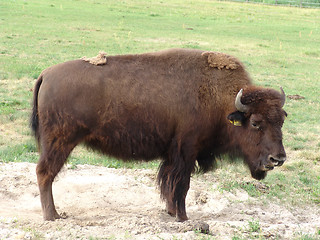 Image showing bison