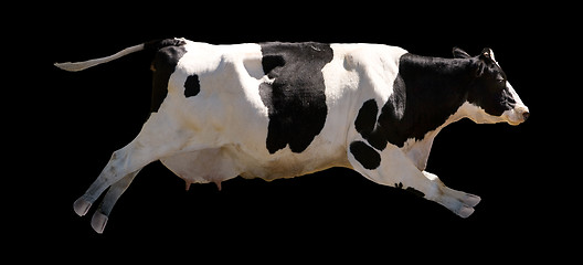 Image showing Flying Cow