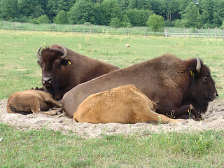 Image showing bisons