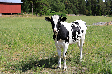 Image showing Young Beautiful Holstein-Friesian Cow in the Summer