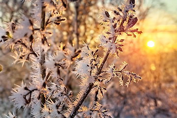 Image showing Winter Sunrise With Hoarfrost