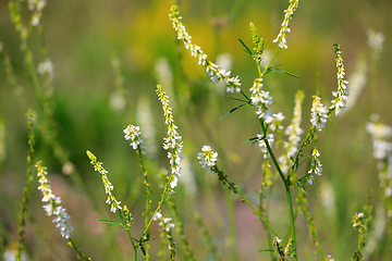 Image showing Melilotus albus, also called Trigonella alba