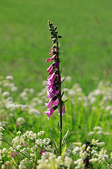 Image showing Digitalis purpurea, Common Foxglove