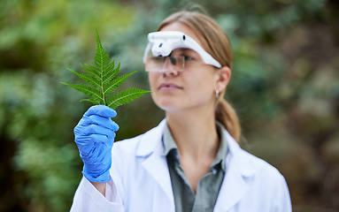 Image showing Science in forest, analysis and woman with leaf, studying growth of trees and sustainable plants in nature. Ecology, green leaves and research in biology, scientist with glasses and test inspection.