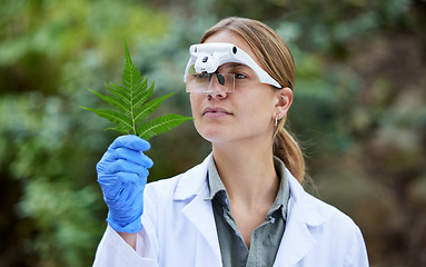 Image showing Science in forest, research and woman with leaves, studying growth of trees and sustainable plants in nature. Ecology, green leaf and analysis in biology, scientist with glasses and test inspection.