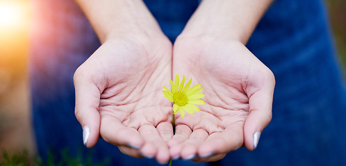 Image showing Closeup, hands and woman with a flower, sustainability and eco friendly with hope, give or charity. Zoom, female person or girl with nature, bloom or plant with growth, natural ecology or agriculture