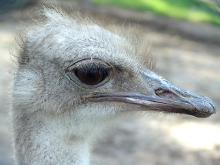 Image showing ostrich