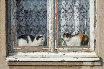 Image showing Cats