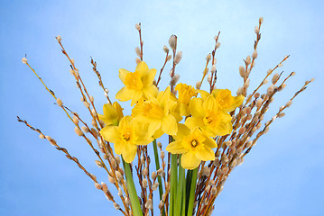Image showing Daffodils on Blue