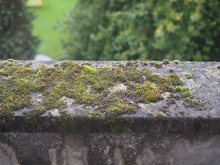 Image showing Moss on a concrete wall