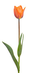 Image showing Red Tulip