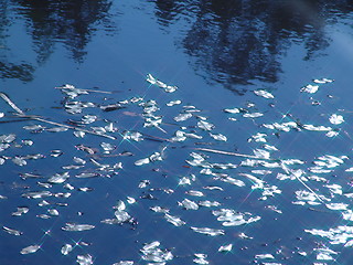Image showing shining leaves on the water