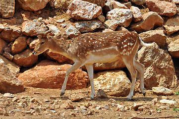 Image showing fallow deer