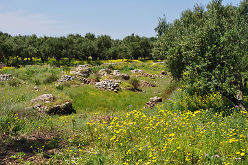 Image showing olive trees spring flowers old stone well