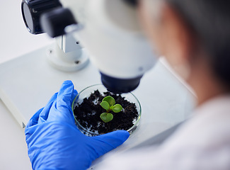 Image showing Science, hands and leaves on petri dish of microscope for test, sustainable research or studying growth in laboratory. Closeup, person and scientist with sample plants, lens and ecology investigation