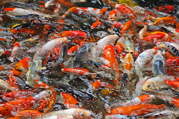 Image showing Koi