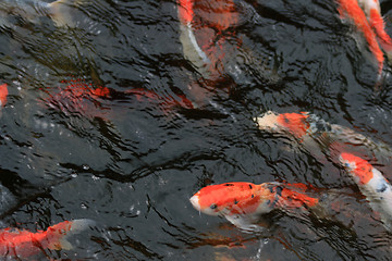 Image showing Koi