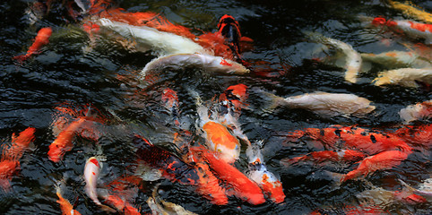 Image showing Koi