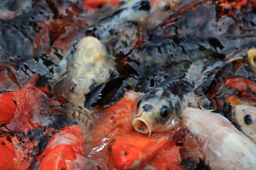 Image showing Koi