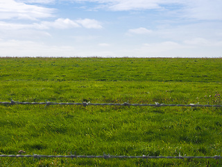 Image showing Green grass surface background