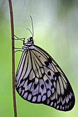 Image showing Rice Paper butterfly (Idea leuconoe)