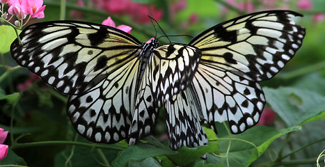 Image showing Rice Paper butterfly (Idea leuconoe)